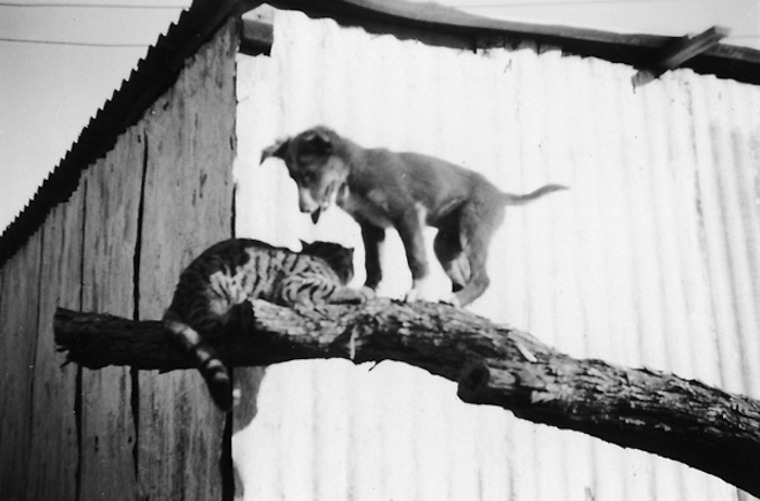 dog