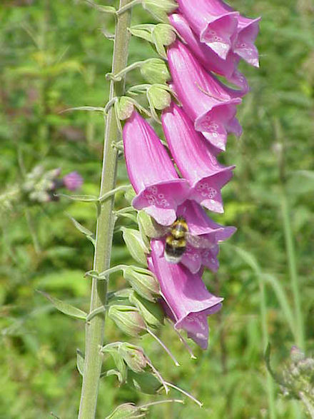 digitalis